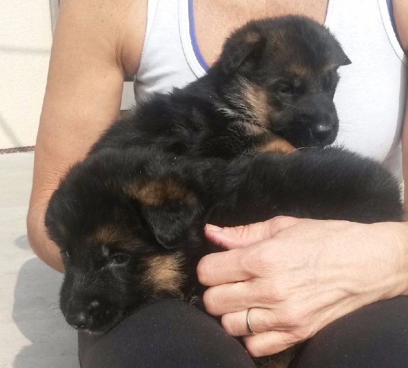 de la terre de Saint Jean - Chiots disponibles - Berger Allemand