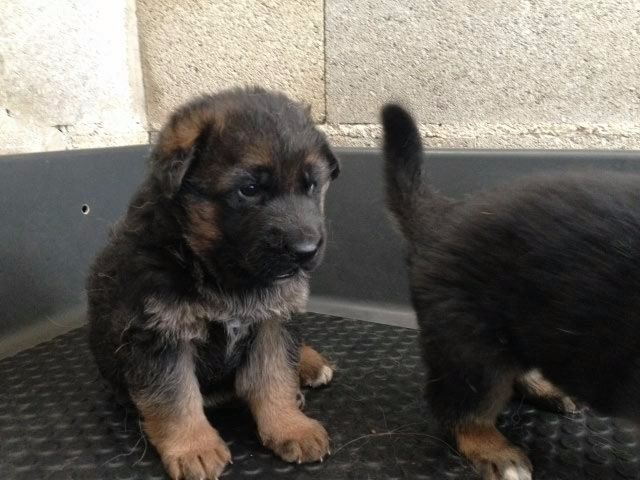 de la terre de Saint Jean - Chiots disponibles - Berger Allemand