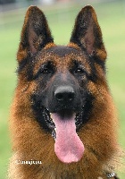 CHIOT