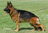 CHIOT