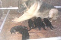 CHIOT