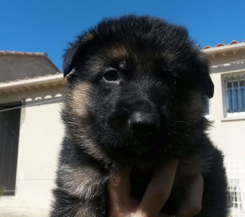 de la terre de Saint Jean - Chiots disponibles - Berger Allemand